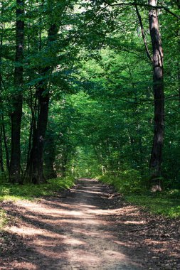 Yeşil ormandaki patika
