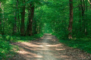 Yeşil ormandaki patika