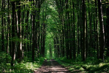 Yeşil ormandaki patika