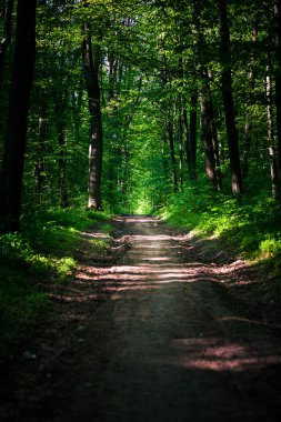 Yeşil ormandaki patika