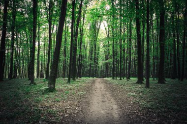 Yeşil ormandaki patika
