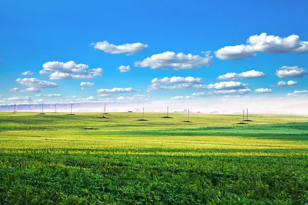 Campo verde sob o céu azul — Fotografia de Stock