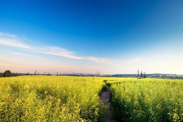 Campo verde sob o céu azul — Fotografia de Stock