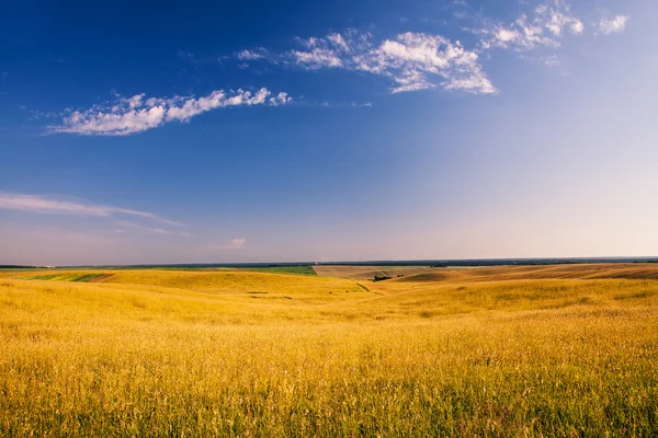 Campo verde sob o céu azul — Fotografia de Stock