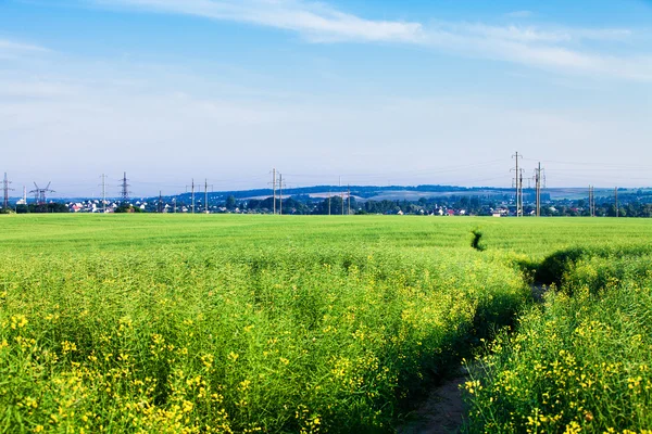 Grönt fält under blå himmel — Stockfoto