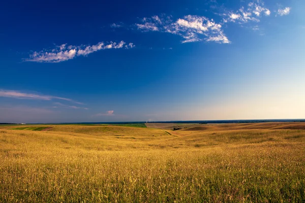 Green field under blue sky — Stock Photo, Image