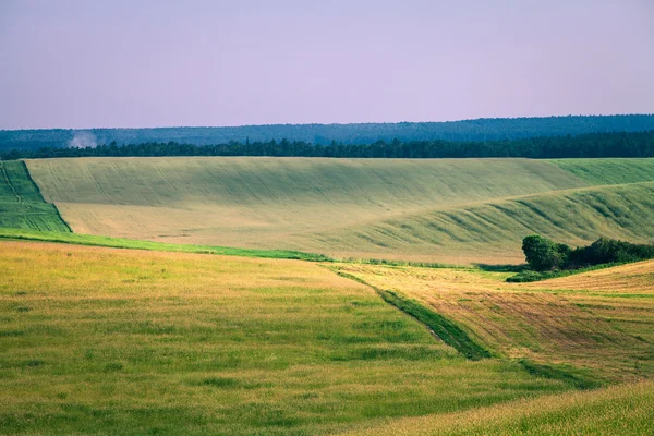 Groen veld onder blauwe lucht — Stockfoto