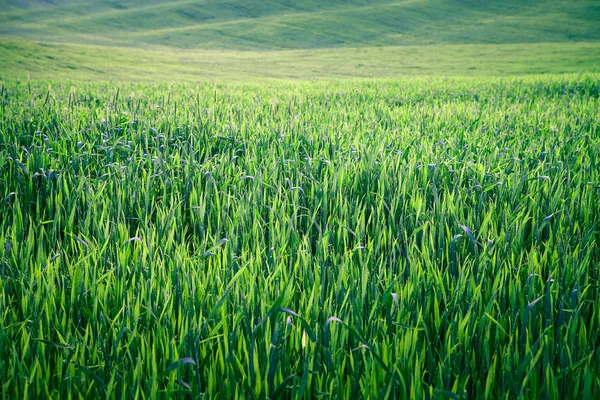 Morning green field — Stock Photo, Image