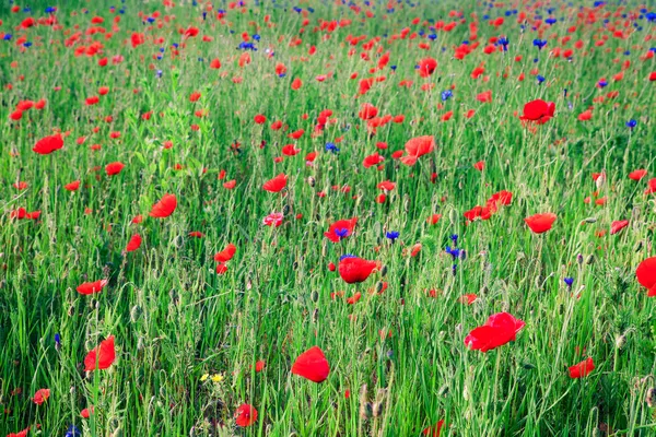 Red poppy field — Stock Photo, Image