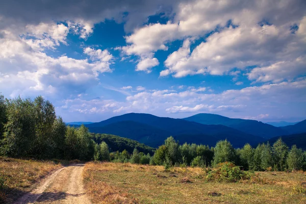 Kiefernwald — Stockfoto