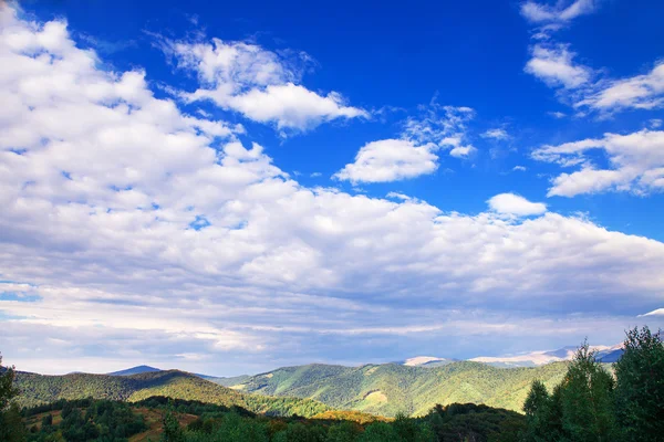 Çam ağacı orman — Stok fotoğraf