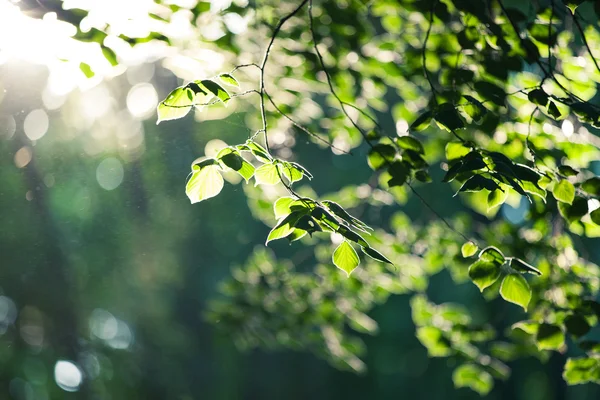 Groene bladeren. — Stockfoto