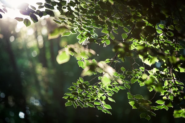 Gröna blad. — Stockfoto