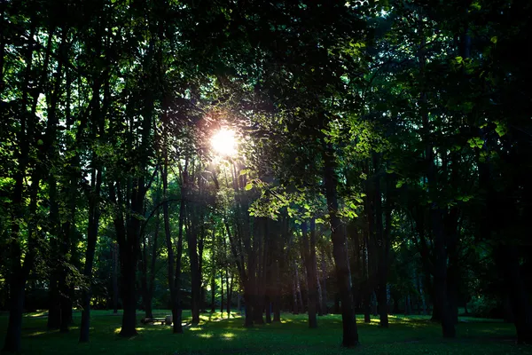 Bela floresta verde — Fotografia de Stock