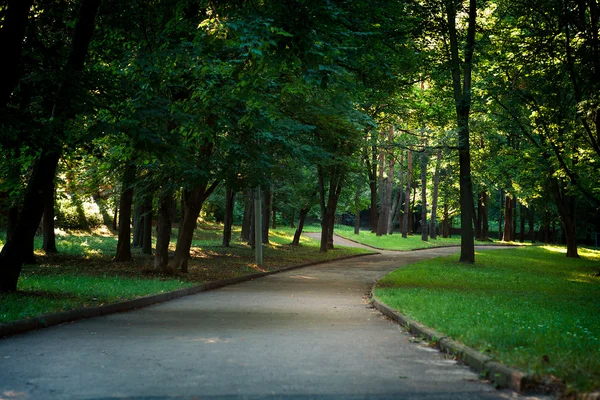 Hermosa avenida en el parque —  Fotos de Stock