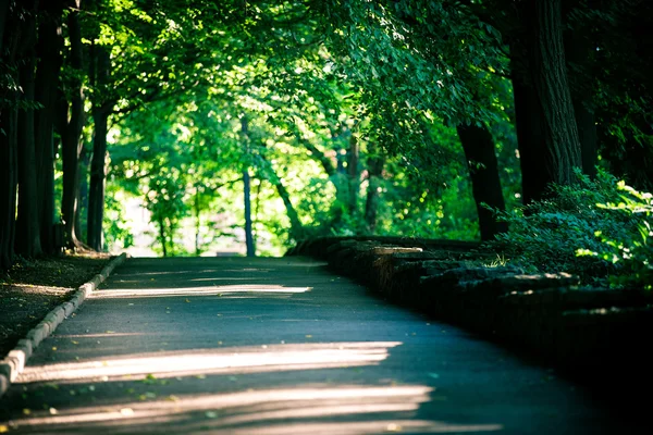 Beautiful avenue in to the park — Stock Photo, Image