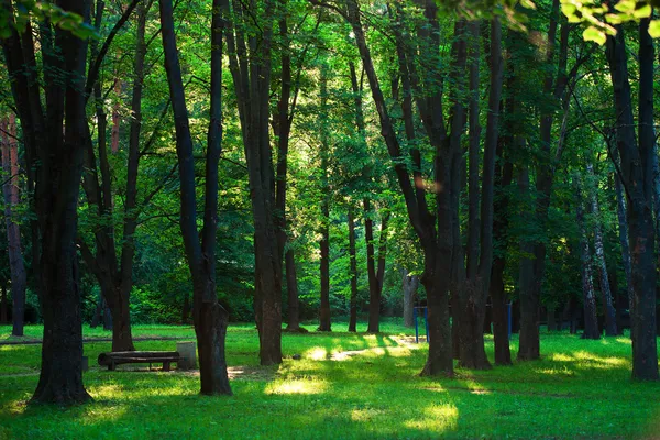 美丽的绿色森林 — 图库照片