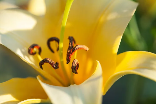 Flores de lírios amarelos — Fotografia de Stock