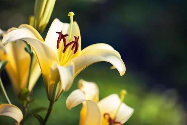 Gelbe Lilienblüten — Stockfoto