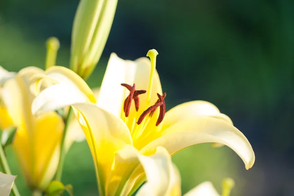 Gelbe Lilienblüten — Stockfoto