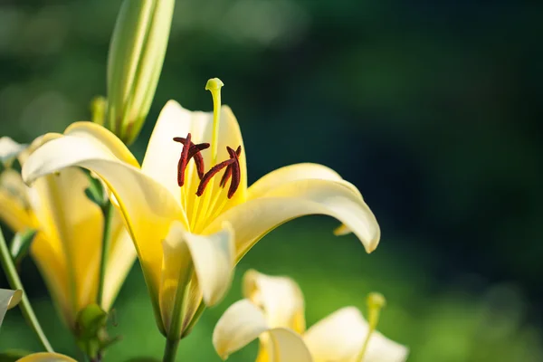 Flores de lírios amarelos — Fotografia de Stock