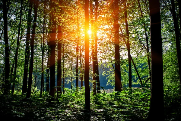 Schöner grüner Wald — Stockfoto