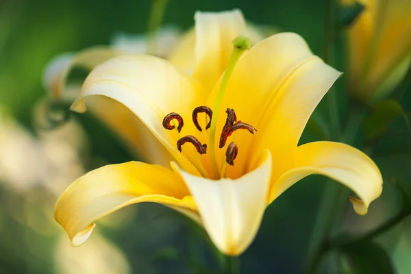 Gelbe Lilienblüten — Stockfoto