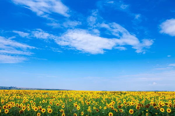 Sunflower field — Stock Photo, Image