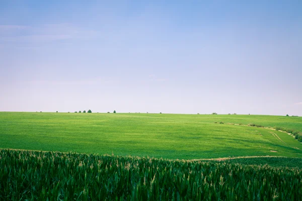 Schöne grüne Wiese — Stockfoto