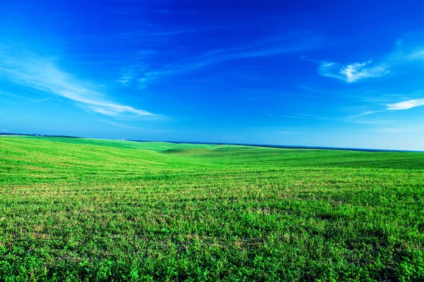 Зелене поле з блакитним небом — стокове фото