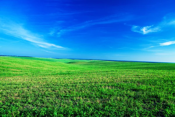 Campo verde con cielo azul — Foto de Stock