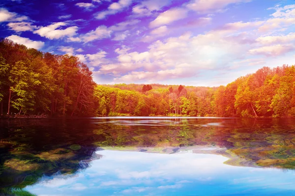 Picturesque forest and the river — Stock Photo, Image