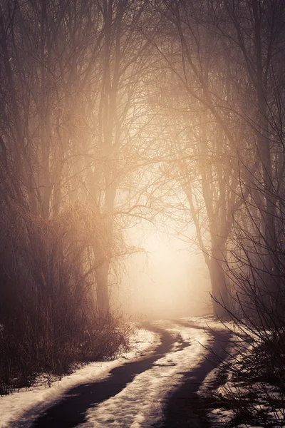 Le brouillard sur le chemin — Photo