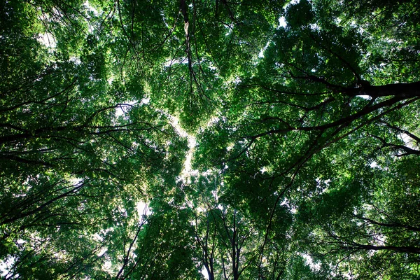 森林树木 — 图库照片