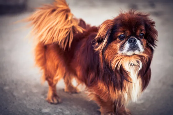 ペキニーズ犬 — ストック写真