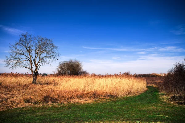 Weizenfeld — Stockfoto