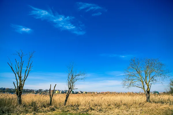 Wheat field — Stock Photo, Image