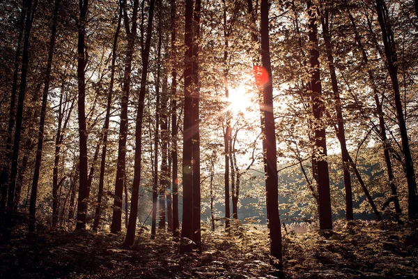 森の背景 — ストック写真