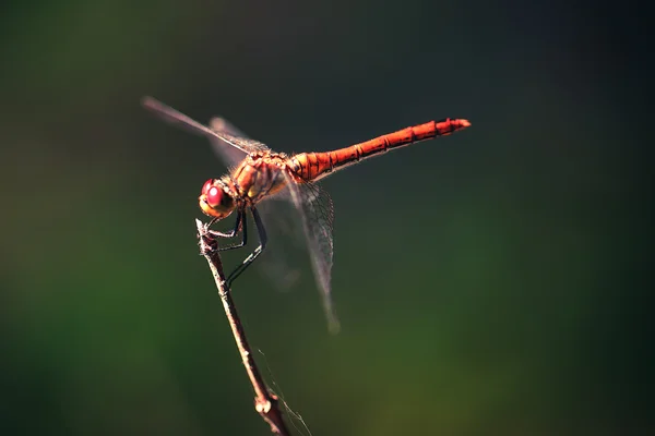 Dragonfly στην πράσινη χλόη που απορρέουν — Φωτογραφία Αρχείου