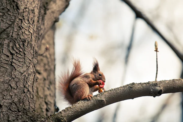 Rode eekhoorn — Stockfoto