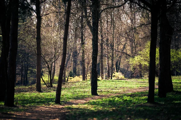 Hermoso bosque verde — Foto de Stock