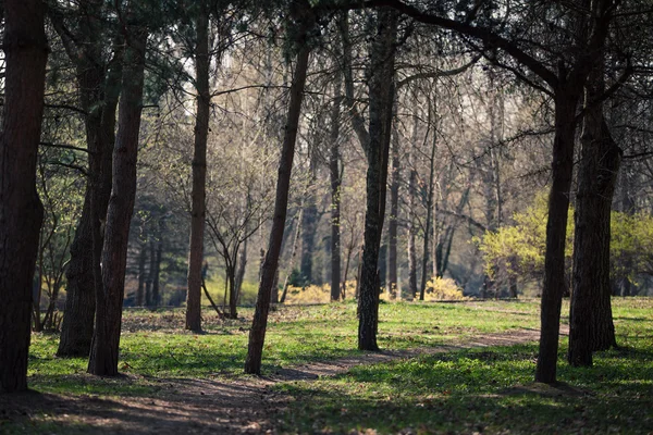 Prachtige groene woud — Stockfoto