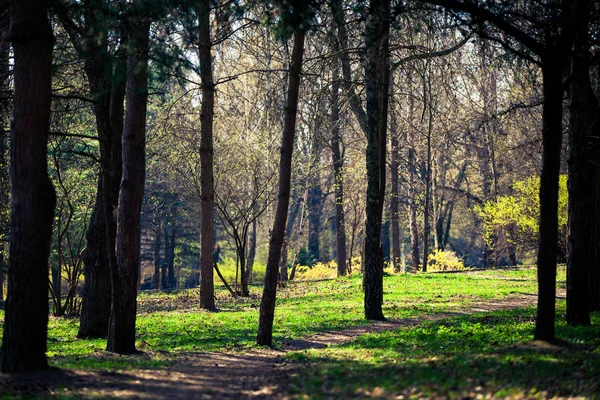 Vacker grön skog — Stockfoto