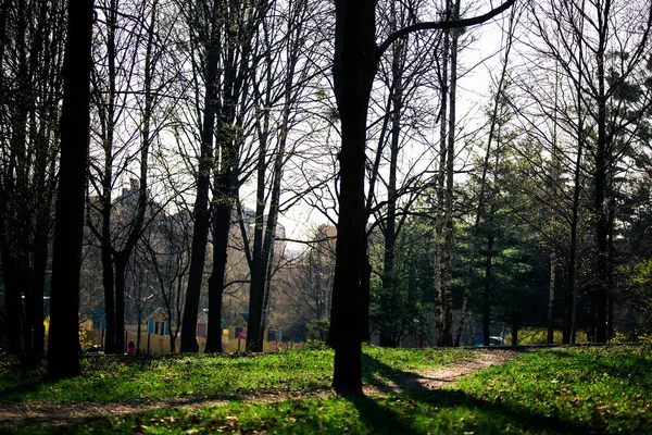 Belle forêt verte — Photo