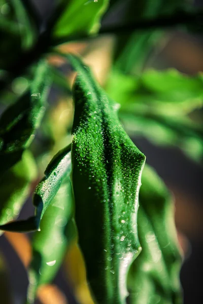 잎과 물 방울 — 스톡 사진