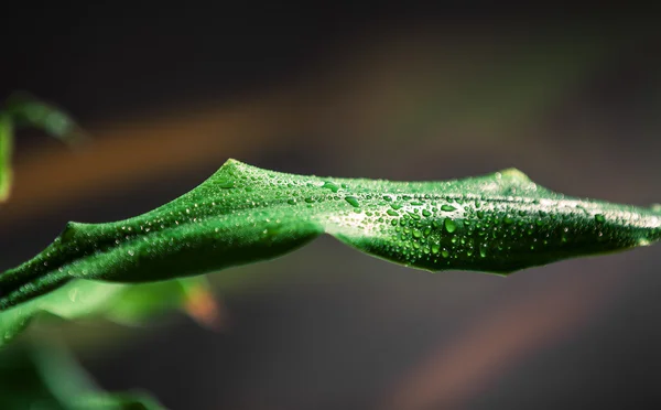 Blad en water drops — Stockfoto