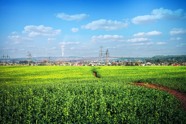 Beautiful morning green field — Stock Photo, Image