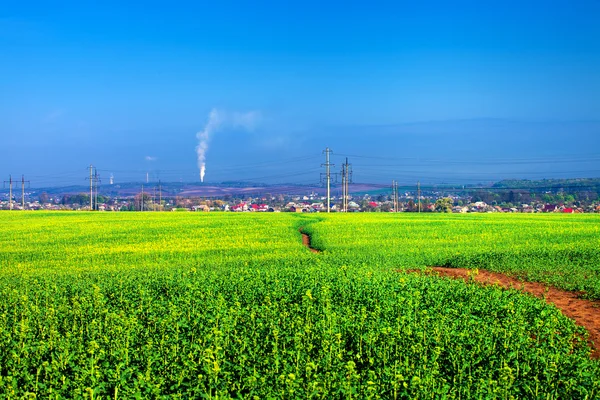 Beautiful morning green field — Stock Photo, Image