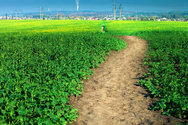 Beautiful morning green field — Stock Photo, Image