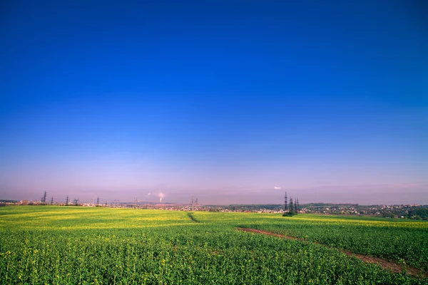 Campo verde bajo cielo azul — Foto de Stock